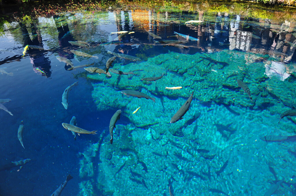 The super clear blue waters with swimming carp in Oshino Hakkai.